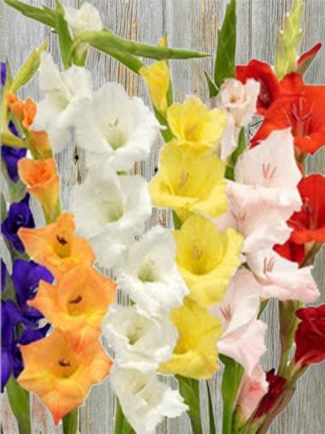 are gladiolas cheap